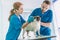 two veterinarians making injection to pug dog