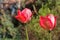 Two vibrant red tulip flowers, Tulipa, blooming in springtime, close-up                                                 sunshine