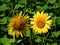 A two vibrant sunflowers standing tall amidst a field of green leaves, radiating warmth and joy. Two beautiful sunflower flowers.