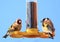 Two vibrantly coloured gold finches on a bird feeder with natural clear blue sky background