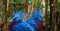 Two victoria crowned pigeon faces in closeup, beautiful and colorful birds from new guinea, Near threatened animal specie