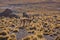 Two vicunas in the morning on an altiplano in Bolivia