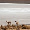 Two vicunas in uyuni salar