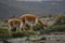 Two vicunas or wild lamas eating grass with their heads down around the chimborazo