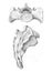 Two views of sacrum