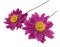 Two violet daisies isolated