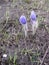 two violet flowers bloomed on ashes