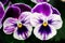 Two violet pansies