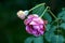 Two violet roses with withering petals starting to close and fall off on dark green leaves background