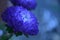 two vivid electric blue flowers pale-blue background