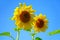 Two vivid yellow sunflowers wide open and blue sky