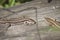 Two viviparous lizards sit on an old dry log and bask in the sun. Polymorphism of lizard coloration