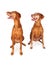 Two Vizsla Dogs Looking to Side