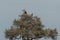 Two vultures sitting in a tree in the grasslands of the Maasai Mara