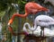 Two Wading Flamingos Drinking Water