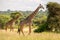 Two walking giraffes in Africa