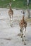 Two walking young giraffes in a Zoo