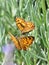 Two wall brown butterflies on lavender