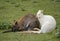 Two wallabies sit close