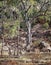 Two Wallaroos Camouflaged In Their Bushland Habitat