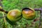 Two walnuts in green shells burned by the sun