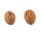 two walnuts in a hard brown shell isolated on a white background