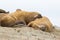 Two walruses odobenus rosmarus sleeping in harmony, sandy beac
