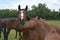 Two warmblood horses, playing together. Bay and chestnut