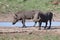 Two warthog with big teeth drink from a waterhole