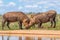 Two warthog  Phacochoerus Africanus facing each other, bumping their heads, fighting, Welgevonden Game Reserve, South Africa.