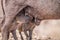 Two Warthog piglets suckling.