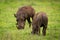 Two warthogs eating grass opposite each other