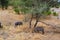 Two warthogs eating under a tree in the savanna of Tarangire National Park, in Tanzania