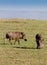 Two warthogs grazing in masai mara