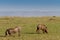 Two warthogs grazing in masai mara