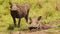 Two warthogs wallowing in shallow puddle of mud in the african Masai Mara savannah, African Wildlife