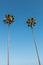 Two Washingtonia Robusta Palm Trees