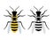 Two wasp vector. Set of color and black bees illustration isolated on white