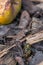 Two wasps being aggressive and fighting amongst wood bark close to a rotting apple