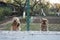 Two watchful and barking dogs behind a fence