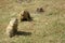 Two Watchful Black-tailed Prairie Dogs (Cynomys ludovicianus)