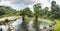 Two Water Banana In The Middle of Pond. Typhonodorum lindleyanum on Dirty Fishing Swamp