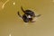 Two Water beetle Acilius sulcatus  mating on the water.  Acilius sulcatus is species of water beetle in family Dytiscidae.