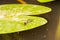 Two water beetles Gerridae, sit on a water lily and eat the fly larva