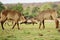 Two water bucks fighting in the savanna