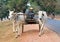 Two water buffalo pulling a cart in Southeast Asia