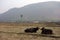 Two Water Buffalo Rest in a Field