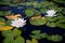 Two water lilies