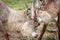 Two Waterbucks fighting