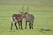 Two waterbucks fighting in the african savannah.